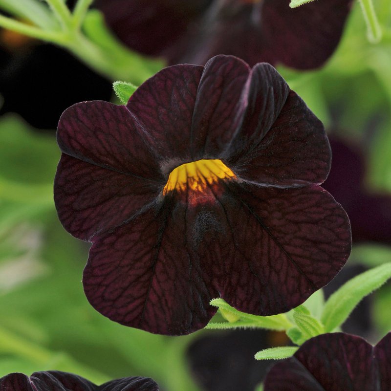 BEDDSUMMCalibrachoa Can Can Black Cherry 01