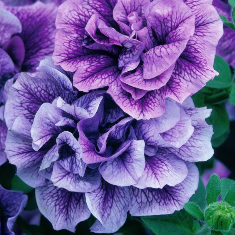 BEDDSUMM Petunia Tumbelina Priscilla 01