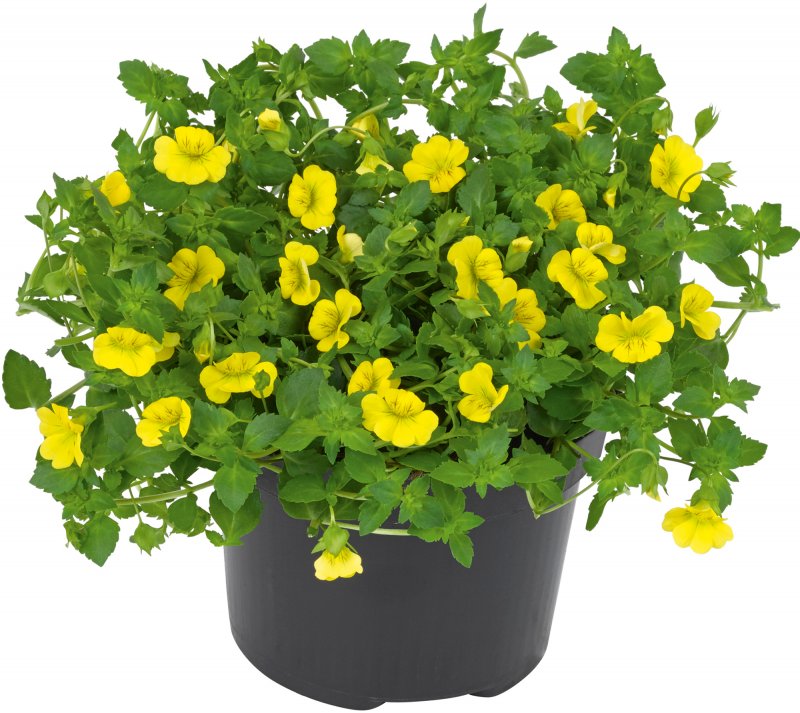 BEDDSUMMBacopa Mecardonia Garden Freckles 02 FL