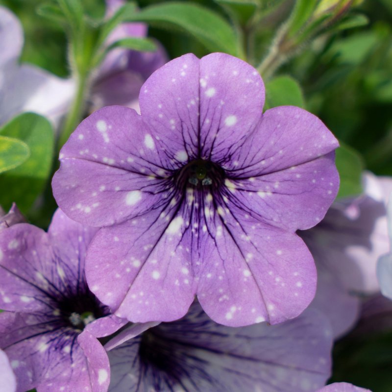 BEDDSUMMPetunia Lavender Sky 01