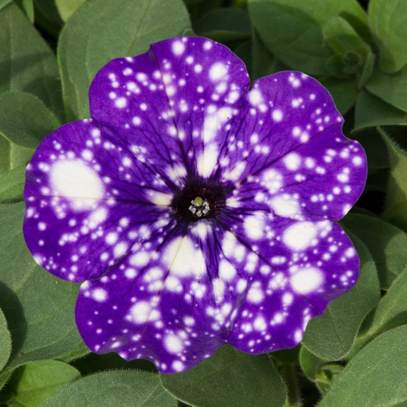 Petunia Night Sky 01