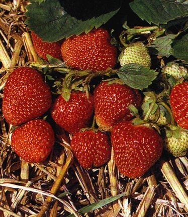 FRUITSTRAWBERRYHONEOYELARGE