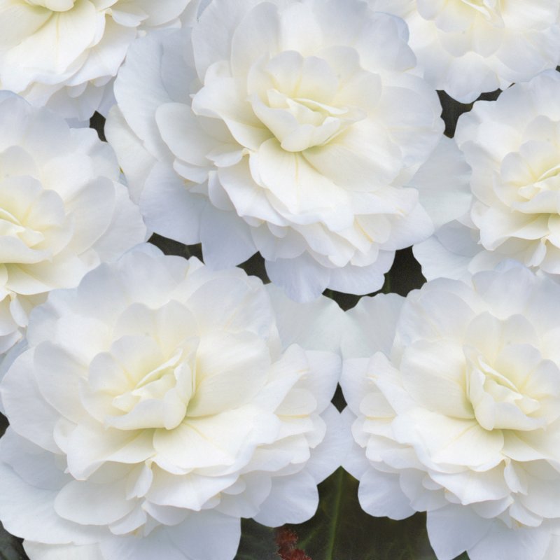 BEDDSUMMBegonia Nonstop Mocca White 01