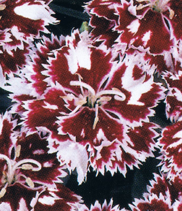 DianthusMendleshamMinx