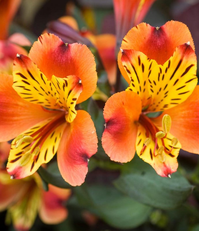 PERAlstroemeriaIndianSummerLARGE