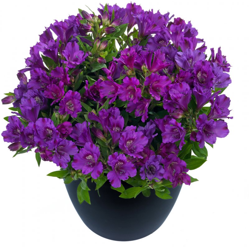 Alstroemeria Inticancha Indigo