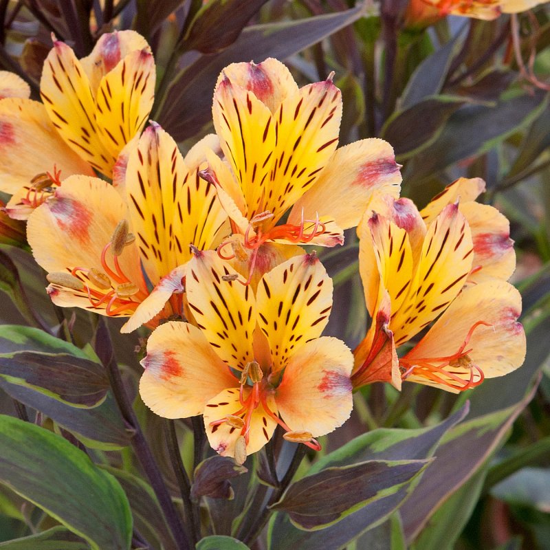 PER_Alstroemeria_Summer_Breeze_Bloom_3744 (1)