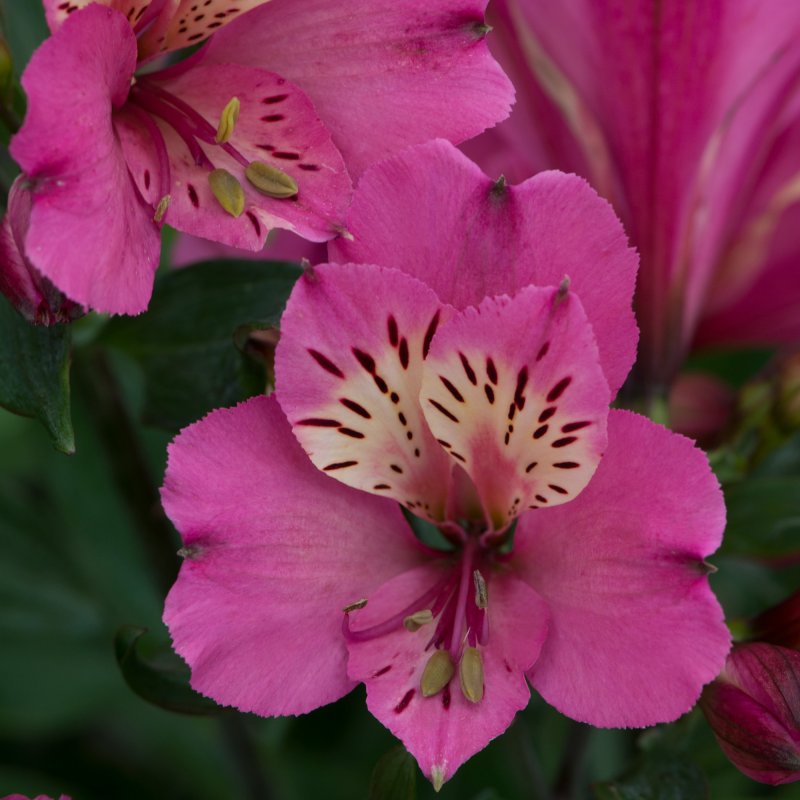 PER_Alstroemeria_Summer_Saint_Bloom_3755 (1)