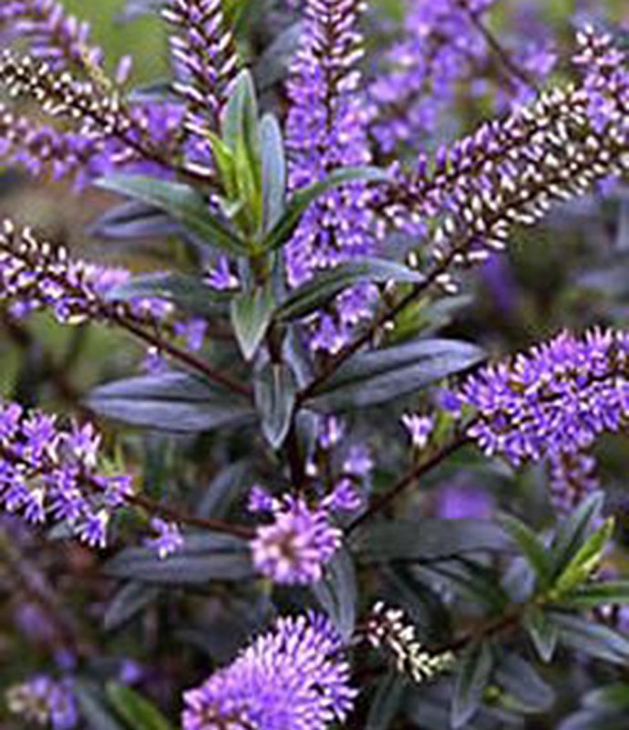 Image of Hebe 'Mauve Lady' purple hebe