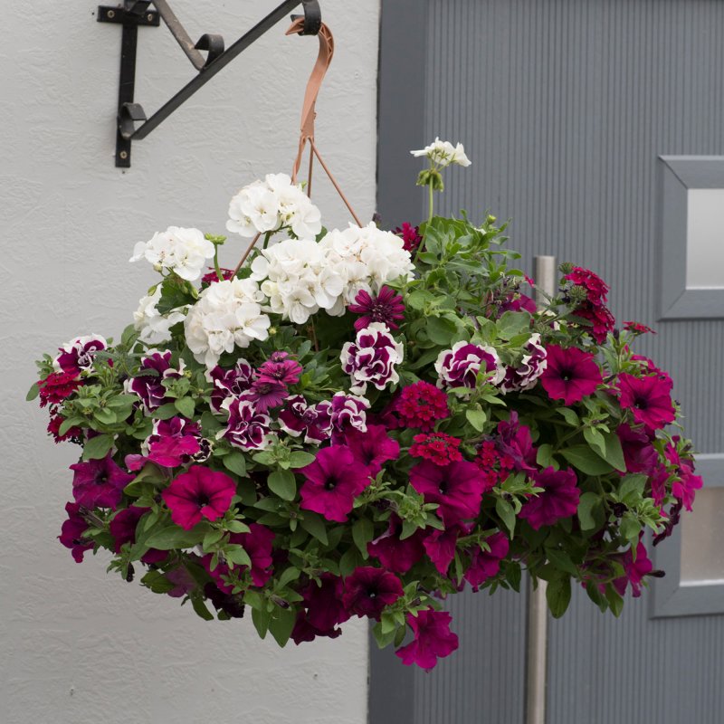 Speedplanter Berry Swirl Basket