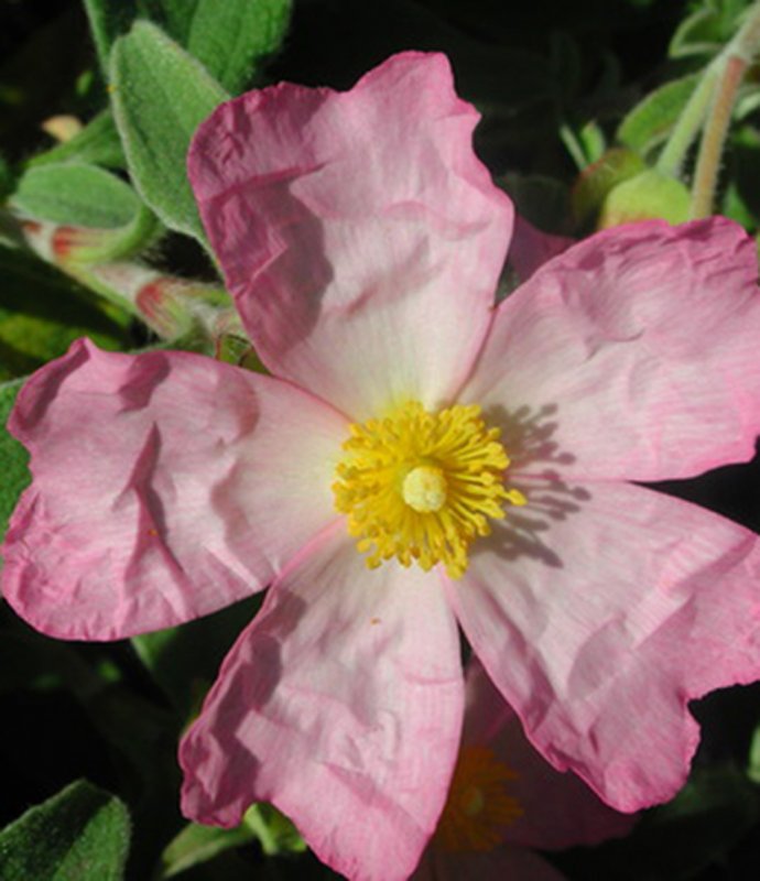 SHRUBCistusSilverPink