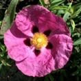 SHRUBCISTUSPURPUREUSSMALL