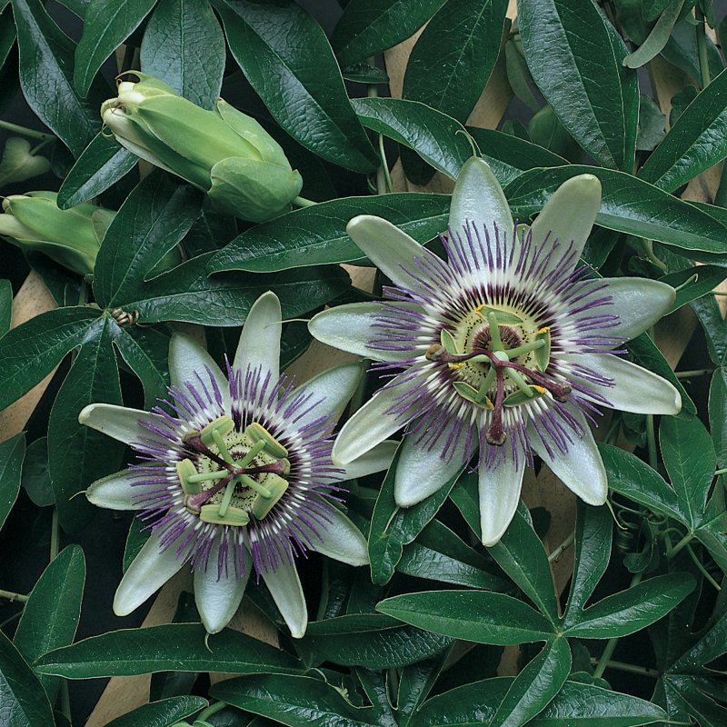 CLIMB_Passiflora Caerulea