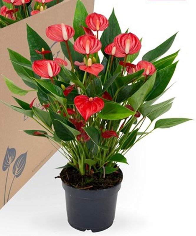 HOUSE_Anthurium andr. Million Flowers Red