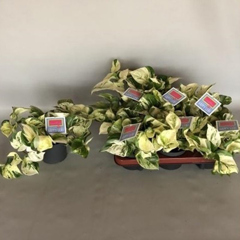 HOUSE_Epipremnum pinn. Happy Leaf