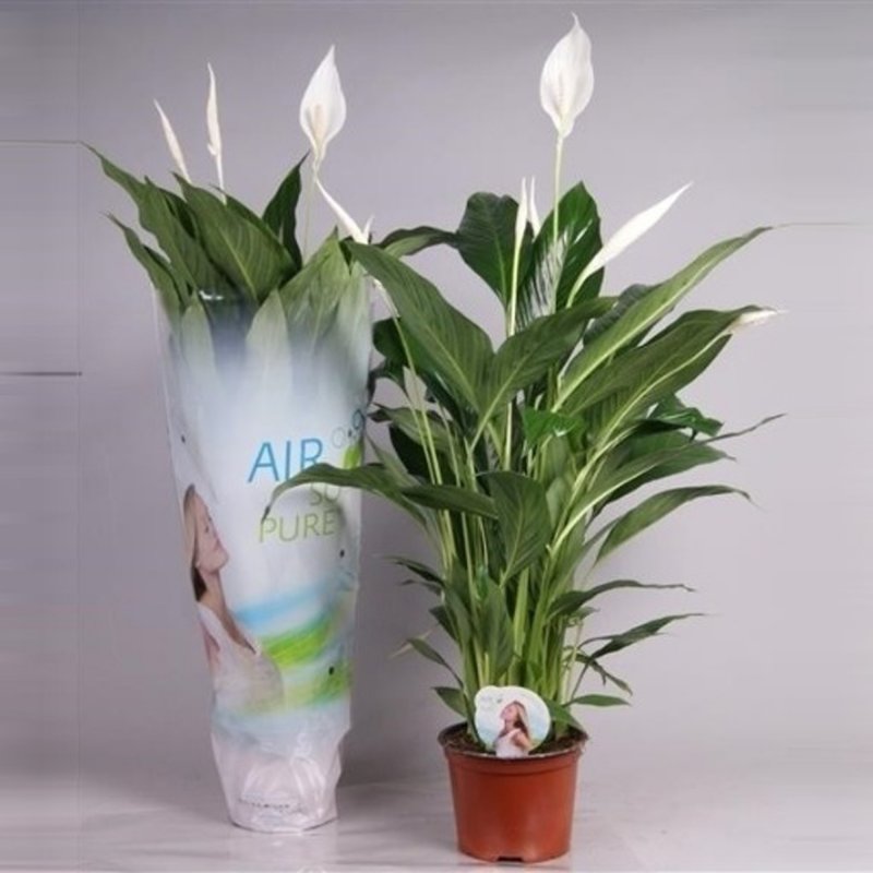 HOUSESpathiphyllumCupidoCompactoP17