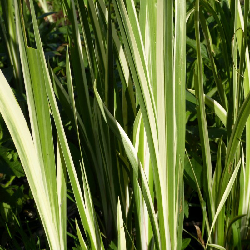 MARGINALAcorus calamus variegatus
