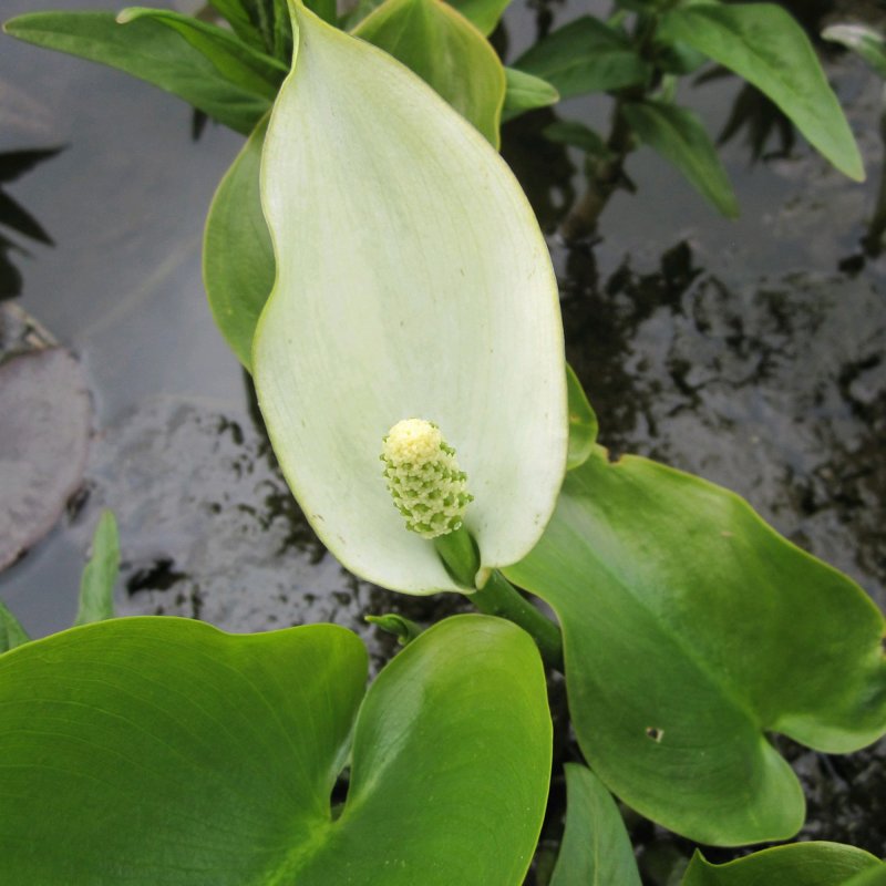 MARGINALCalla palustris