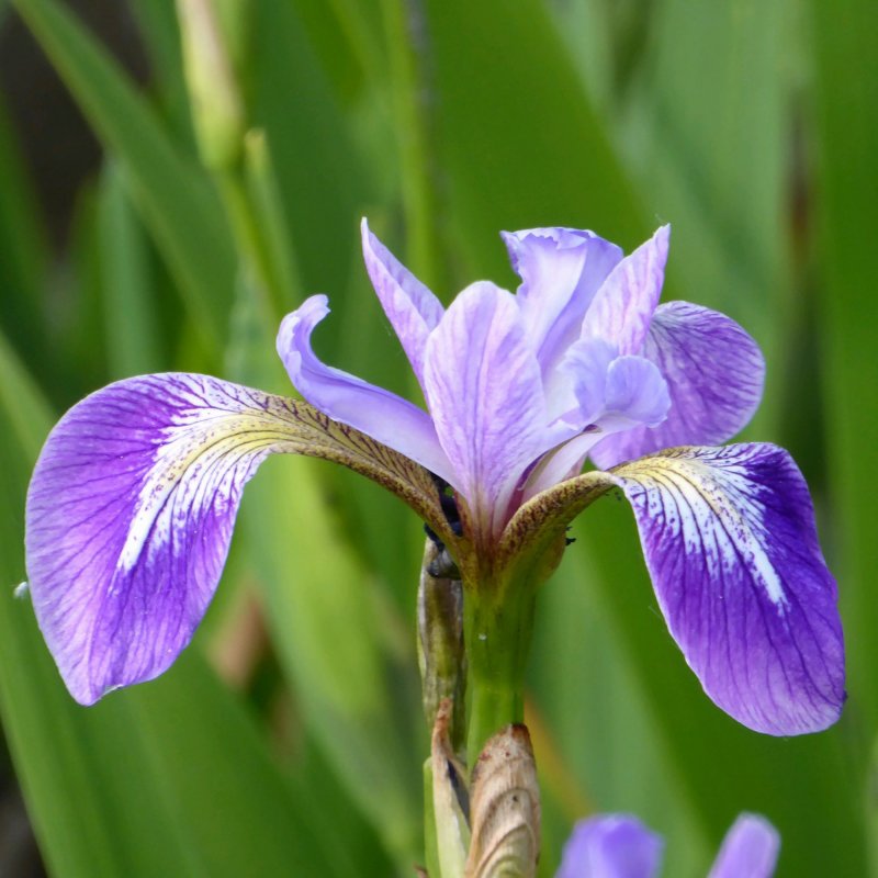 Iris versicolor