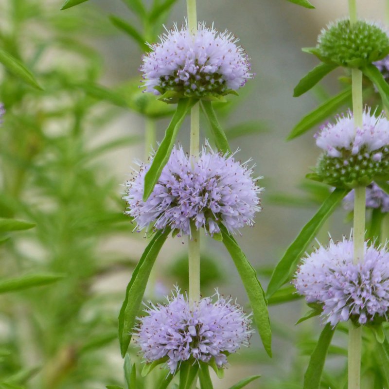 Mentha cervina