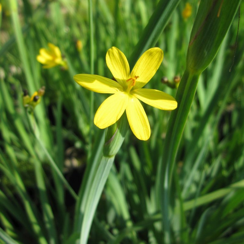 Sisyrinchium californicum