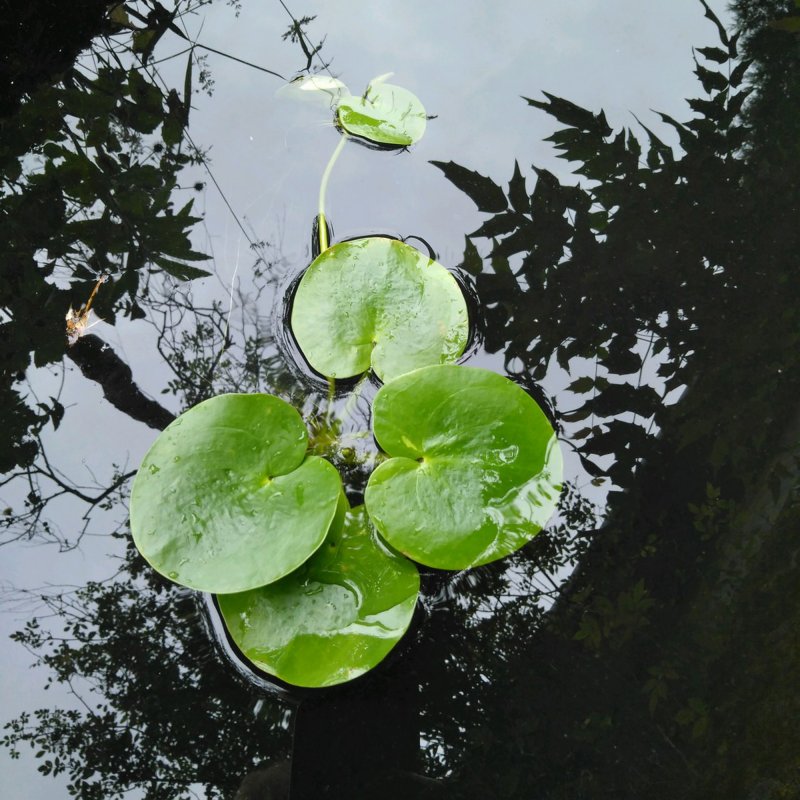 FLOATERLimnobium laevigata