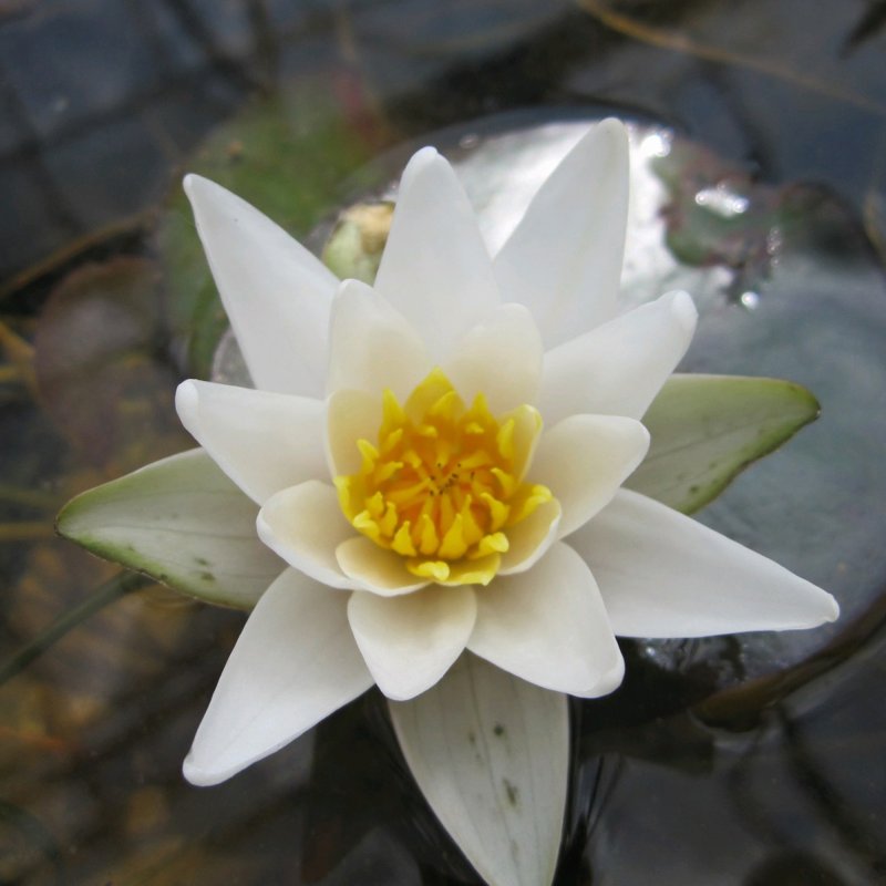 Nymphaea Pygmaea alba