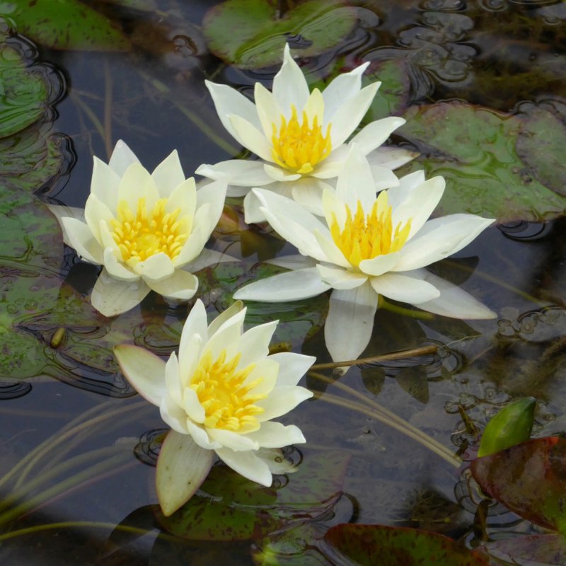 Nymphaea pygmaea helvola