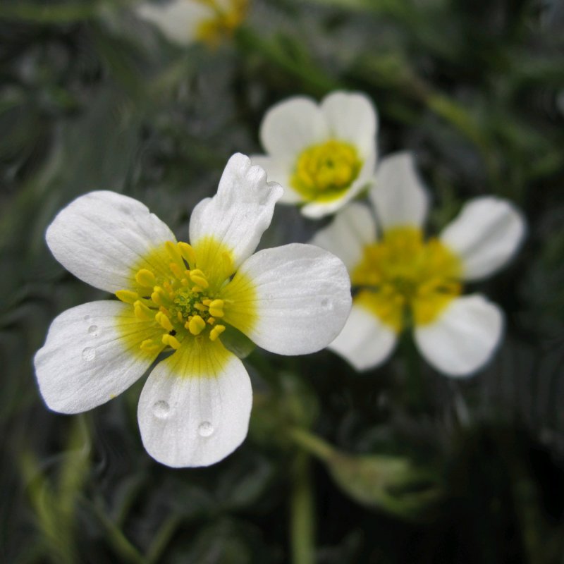 OXYRanunculus aquatalis flower