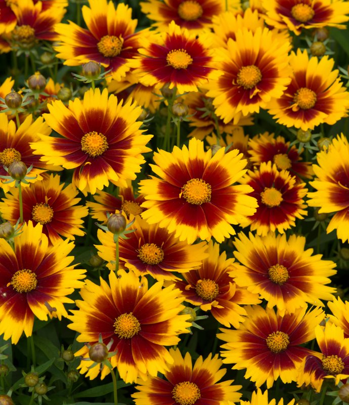 Coreopsis UpTick Gold & Bronze 02