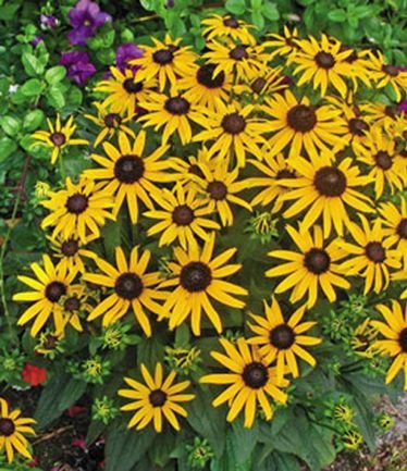 PERRUDBECKIALITTLEGOLDSTARLARGE