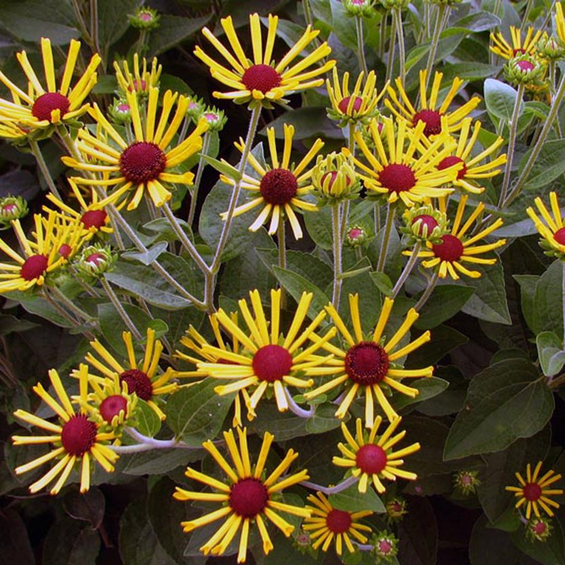 PERRudbeckia-subtomentosa-Little-Henry