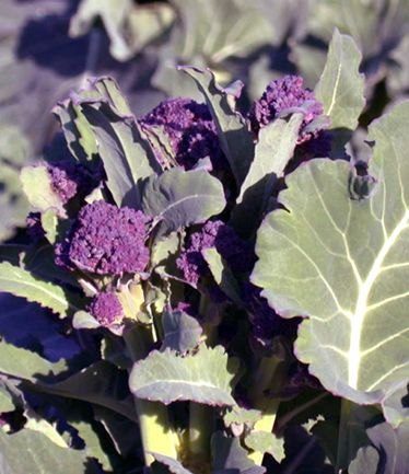 VEGBroccoliPurpleSproutingLARGE