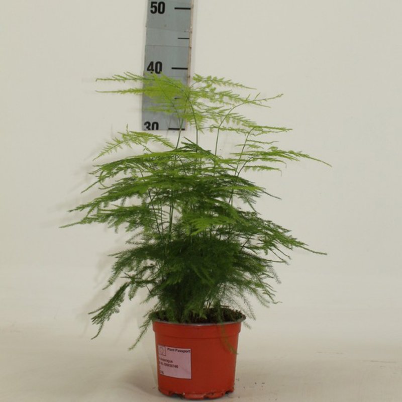 AsparagusSetaceusPlumosus