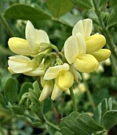 SHRUBCORONILLAGLAUCACITRINALARGE