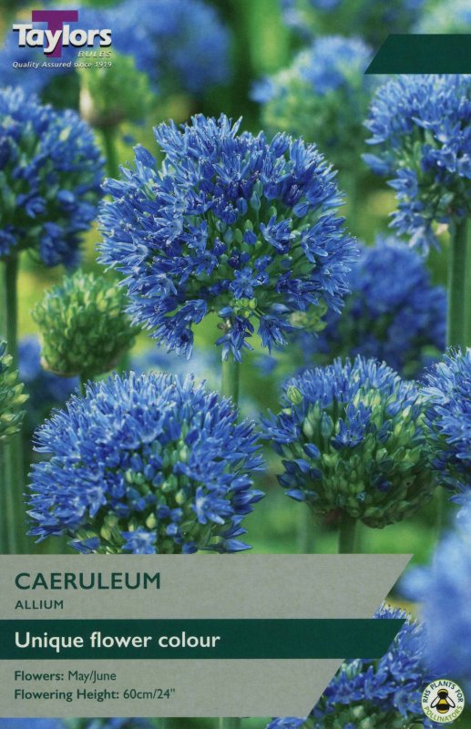 TP693 Allium Caeruleum.jpeg
