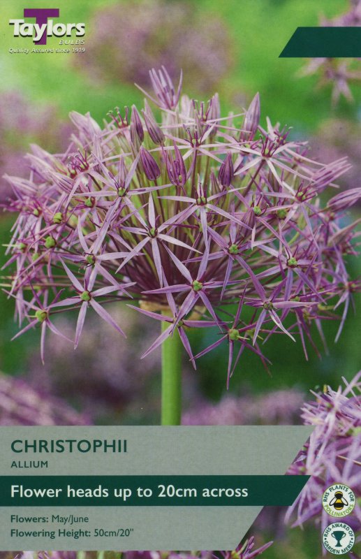 TP691 Allium Christophii