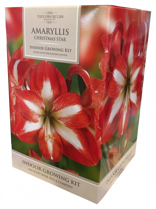 045AP84a Amaryllis STRIPED
