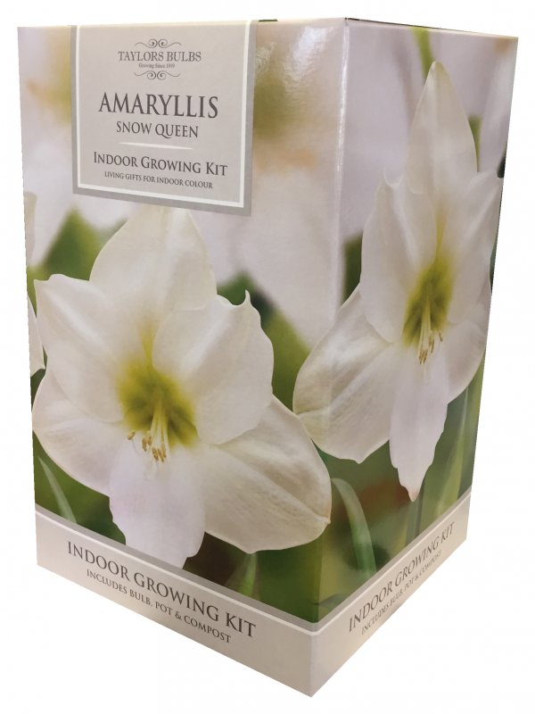 047AP84c Amaryllis WHITE