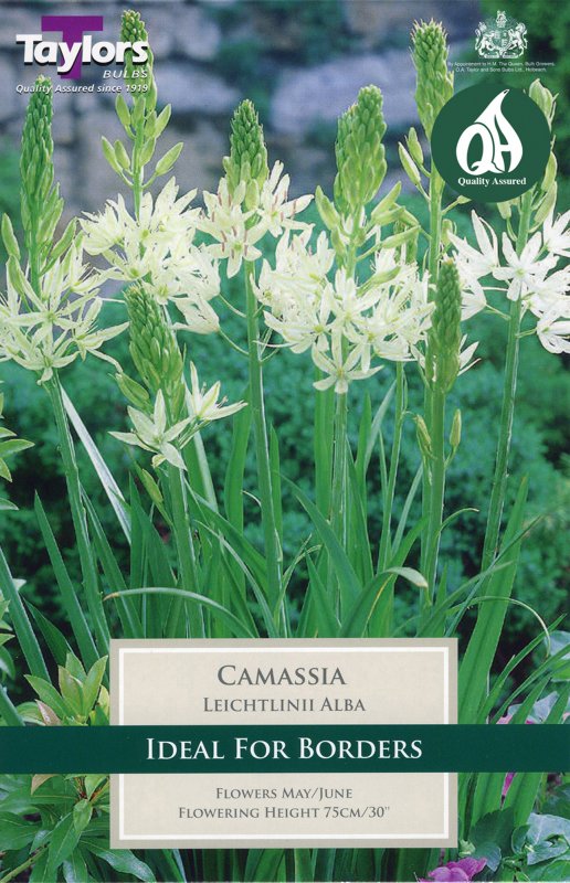 TP944 Camassia Alba
