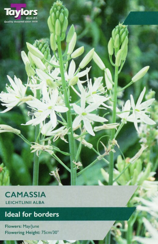 TP944-Camassia-Alba