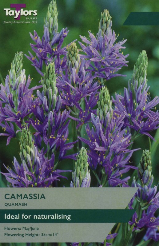 TP732 Camassia Quamash.jpeg