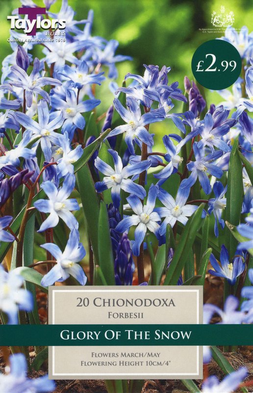 TP730 Chionodoxa Forbesii