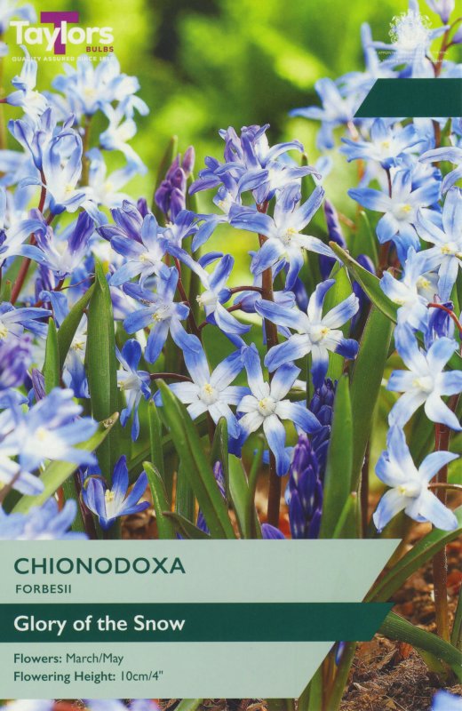 TP730-Chionodoxa-Forbesii