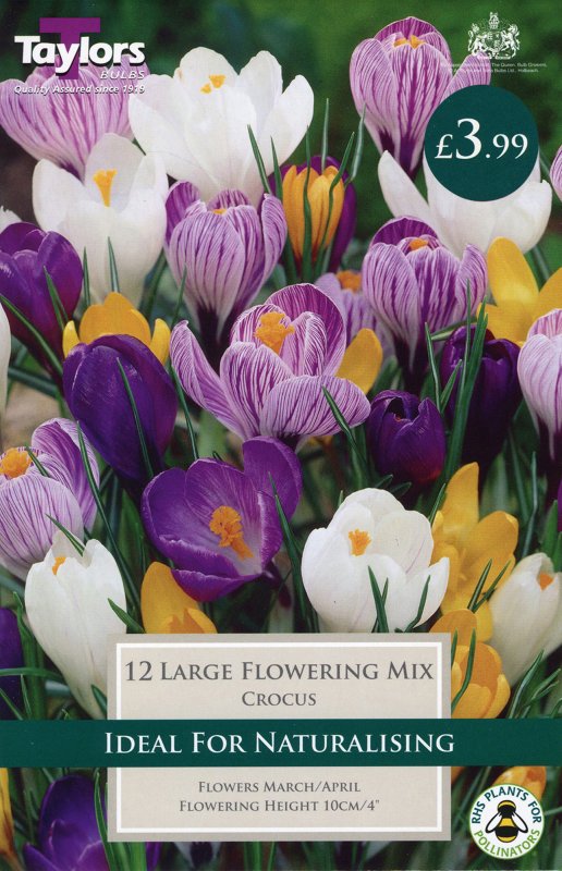 TP655 Large Mixed Crocus