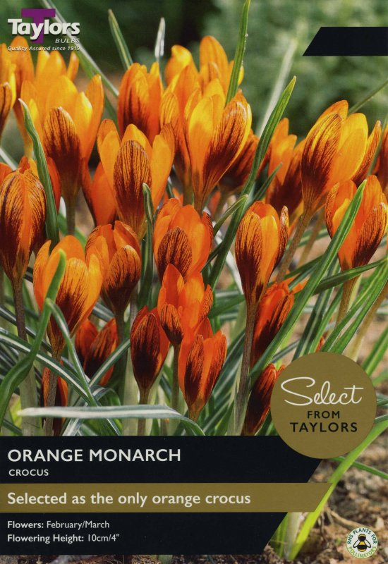 SE034 Orange Monarch