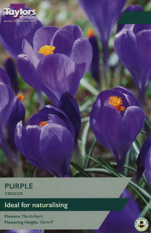 TP654 Large Purple Crocus