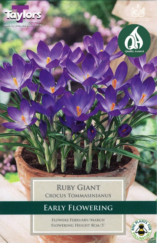 TP665 Ruby Giant