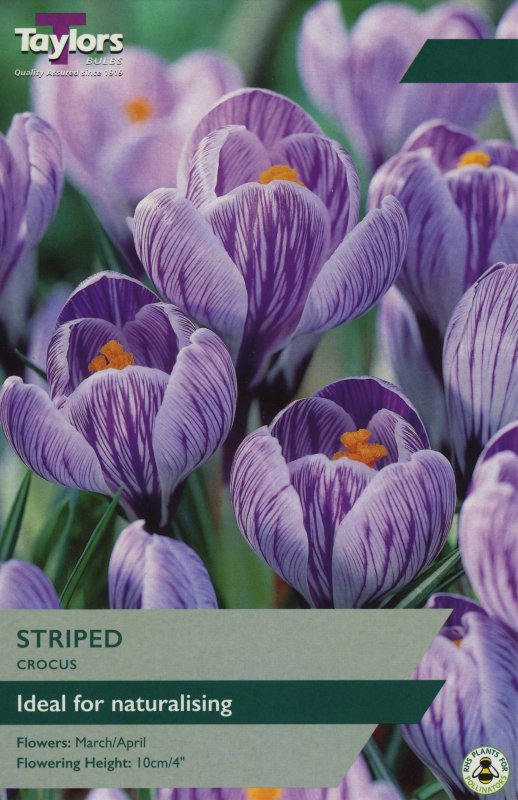 TP653 Large Striped Crocus