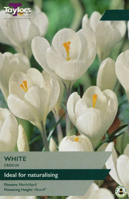 TP651 Large White Crocus
